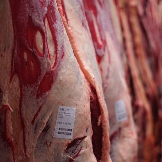 IMG_0352-683x1024-1 Meat cuts hanging in a butcher shop, showcasing marbled beef with identification labels. The image highlights the quality and variety of meat available for sale.